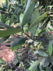 Persea borbonia