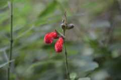 Salvia fulgens