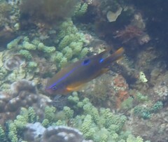 Neoglyphidodon polyacanthus