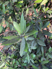 Persea borbonia