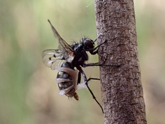 Entomophthora