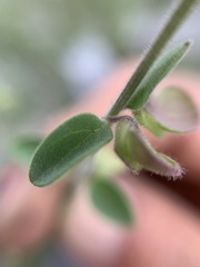 Scutellaria potosina
