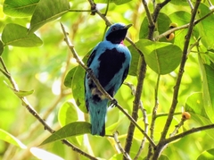Cotinga amabilis