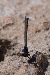 Argia lugens