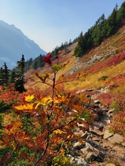 Sorbus sitchensis