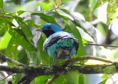 Cotinga amabilis