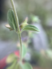 Scutellaria potosina