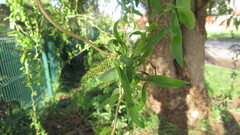 Salix babylonica