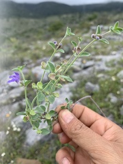Scutellaria potosina