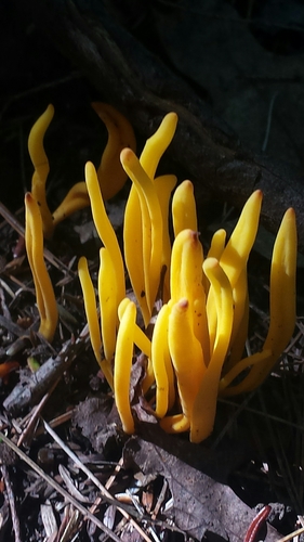 Golden Spindles (Clavulinopsis fusiformis)