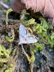Petrophila fulicalis