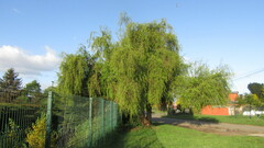 Salix babylonica