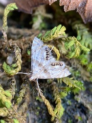 Petrophila fulicalis