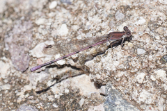 Argia pallens