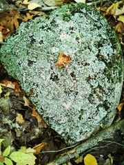 Flavoparmelia baltimorensis