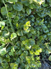 Packera obovata