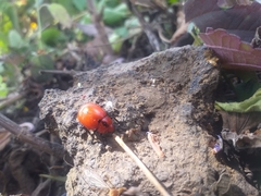 Leptinotarsa rubiginosa