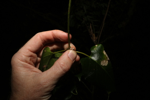 Image of Parsonsia longipetiolata by (c) Greg Tasney, some rights reserved (CC BY-SA)