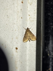 Herpetogramma phaeopteralis