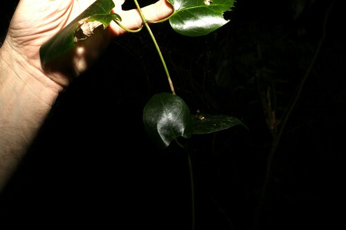 Image of Parsonsia longipetiolata by (c) Greg Tasney, some rights reserved (CC BY-SA)