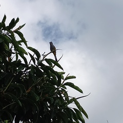 Ptiliogonys cinereus