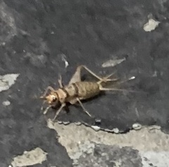 Gryllodes sigillatus