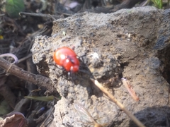 Leptinotarsa rubiginosa