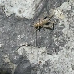 Gryllodes sigillatus