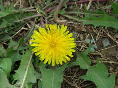 Taraxacum