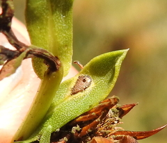 Asteromyia grindeliae