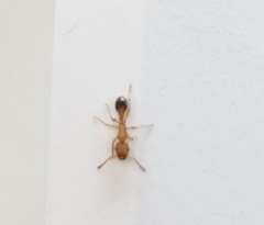 Tetramorium bicarinatum