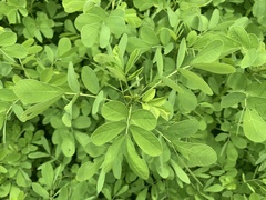 Senna obtusifolia