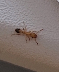 Tetramorium bicarinatum
