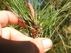 Thecodiplosis piniradiatae