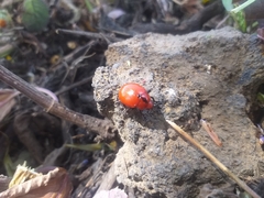 Leptinotarsa rubiginosa