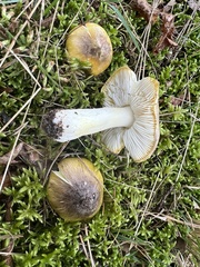 Tricholoma