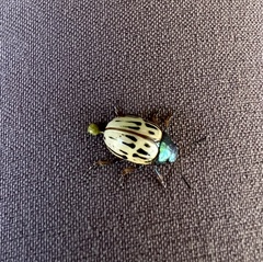 Leptinotarsa lineolata