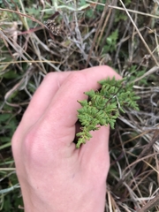 Cheilanthes sieberi sieberi