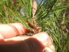 Thecodiplosis piniradiatae