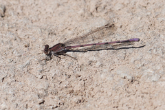 Argia pallens