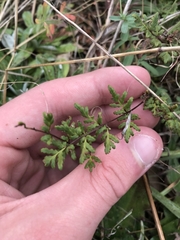 Cheilanthes sieberi sieberi