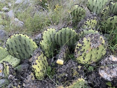Opuntia stenopetala