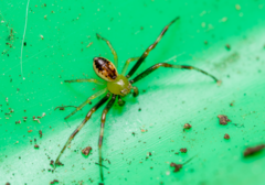 Australomisidia pilula