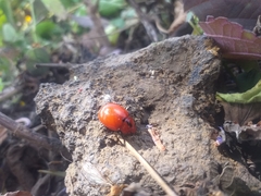 Leptinotarsa rubiginosa