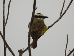 Megarynchus pitangua