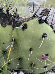 Opuntia stenopetala