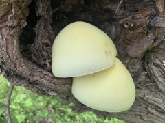 Volvariella bombycina flaviceps