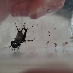 Gryllus veletis