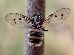 Anthomyia punctipennis