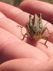 Melanoplus borealis
